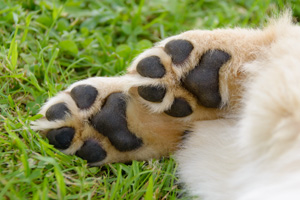 Dog's paws