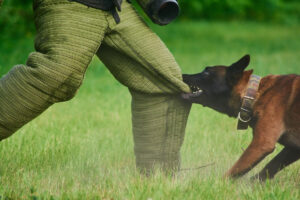 The man is trying to stay stable despite of the dog's biting.